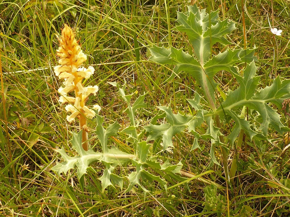 Orobanche amethystea (Orobanchaceae)